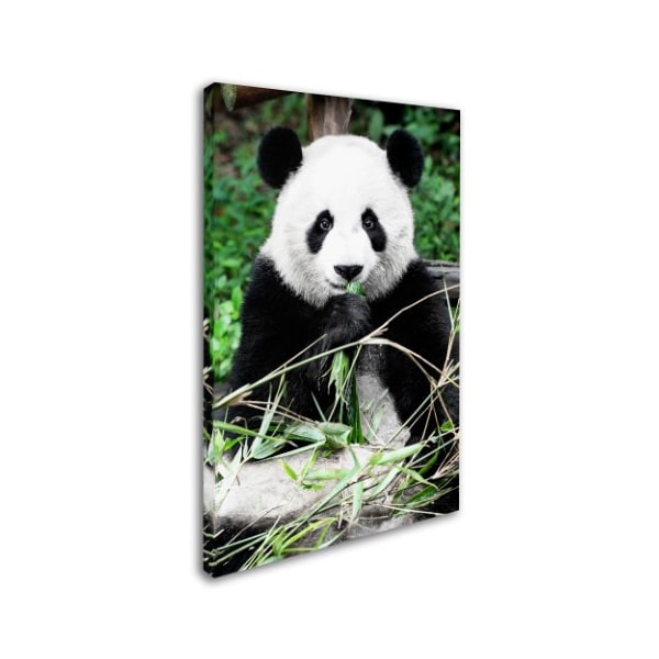 Philippe Hugonnard 'Giant Panda' Canvas Art,30x47